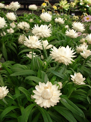 BRACTEANTHA DreamTime White